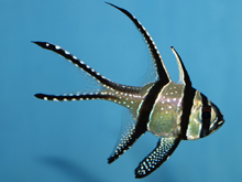 Banggai cardinalfish image